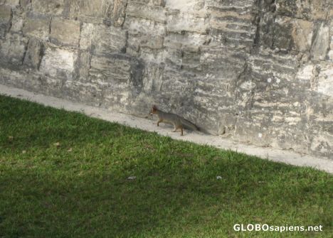 Postcard Beautiful Fox hunting in Mayan Ruins