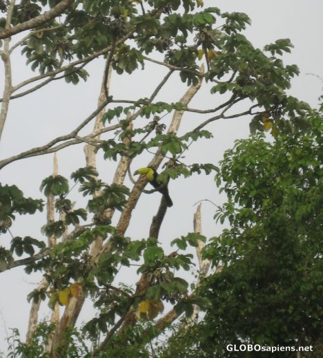 Postcard Toucan in a Tree