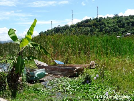 Postcard Flat Boats and Water Hyacinth