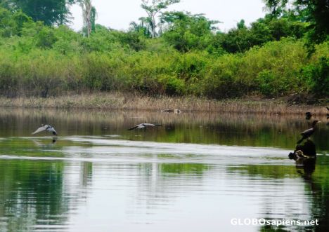 Postcard Kingfisher birds ply their trade on the Rio Pasion