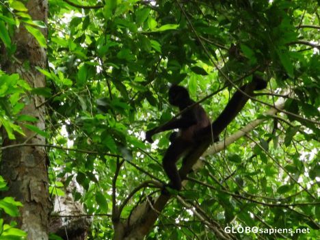 Postcard Monkey in a tree