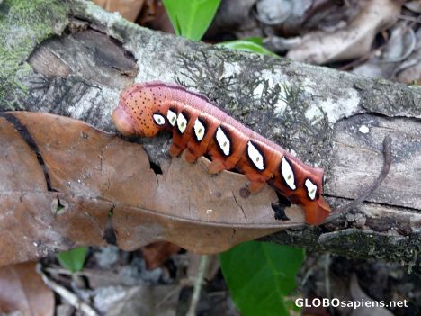 Postcard Colorful but Poisonous Caterpillar