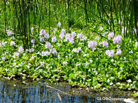 Postcard Water Hyacinths at the dock