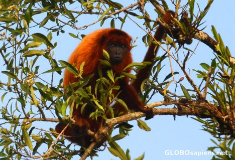 Bartica (GY) - the ginger howler monkey 1