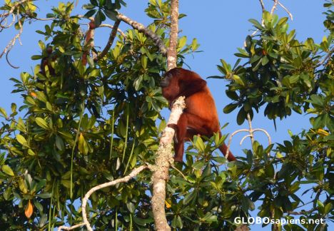 Postcard Bartica (GY) - the ginger howler monkey 2