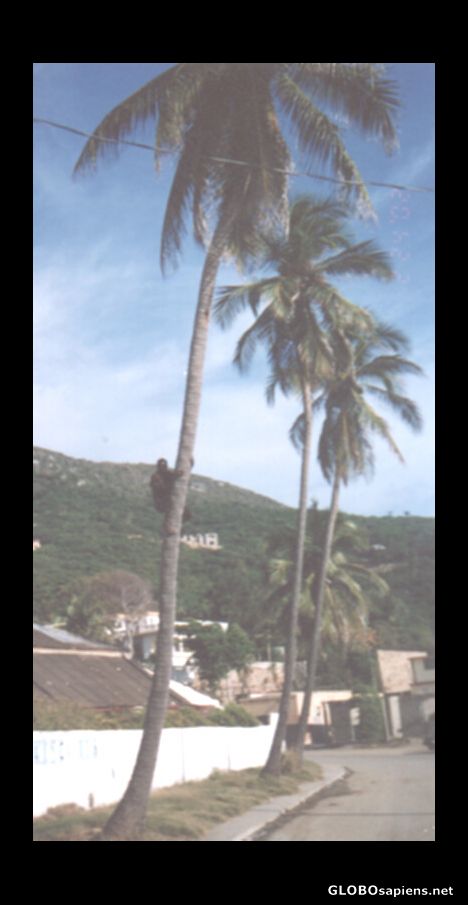 Postcard climbing the coconut tree