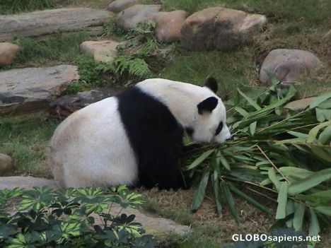 Postcard Giant Panda