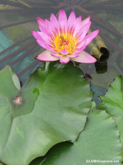 Postcard water lily at Polin Monastery