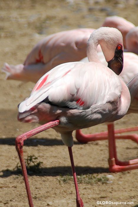 Postcard Flamingo in Kowloon park