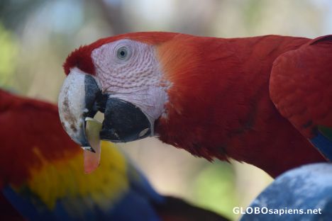 Postcard Macaws of Copan