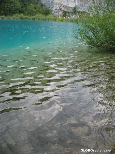 Postcard Clear Water of the Plitvice Lakes