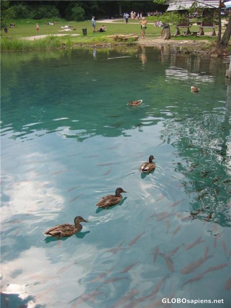 Postcard Duck Family