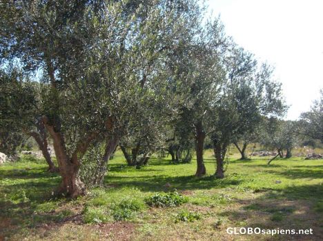 Postcard Olives Trees Galore