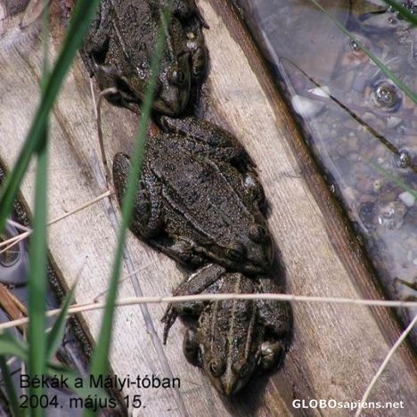 Postcard Frogs in Lake Mályi