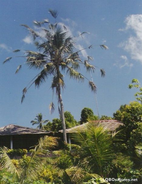 Postcard palm