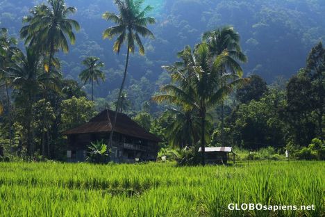 Postcard Coconut palms and rice paddies