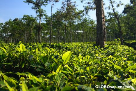 Postcard Tea plantation 1