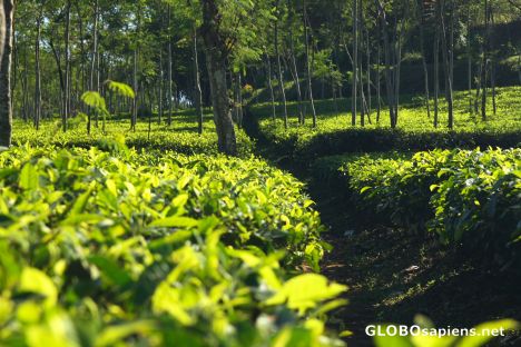Postcard Tea plantation 2