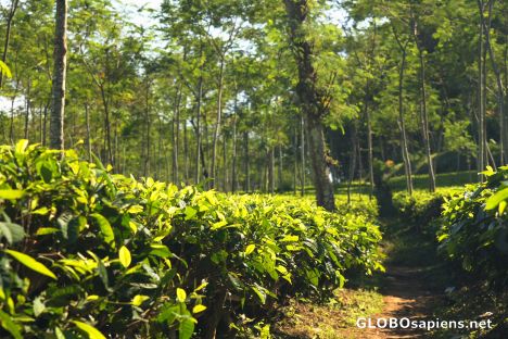 Postcard Tea plantation 3