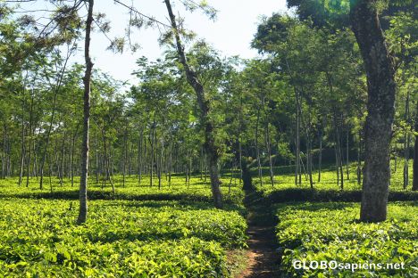 Postcard Tea plantation 4