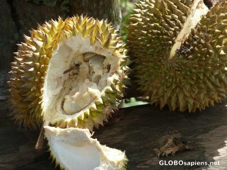 Postcard Durian