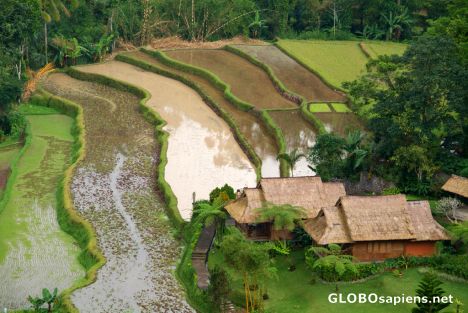 Postcard Bali (ID) - rice terraces