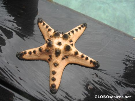 Postcard starfish