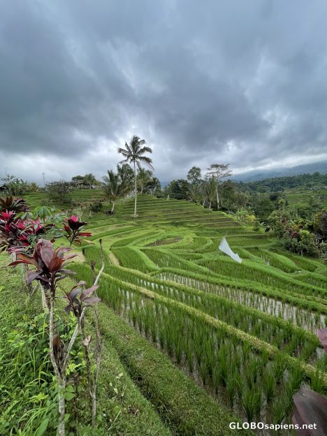Postcard Rice cultivation in Bali.