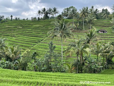 Postcard Bali - rice terraces