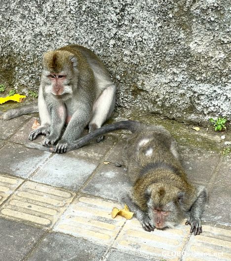 Postcard Monkeys in Ubud