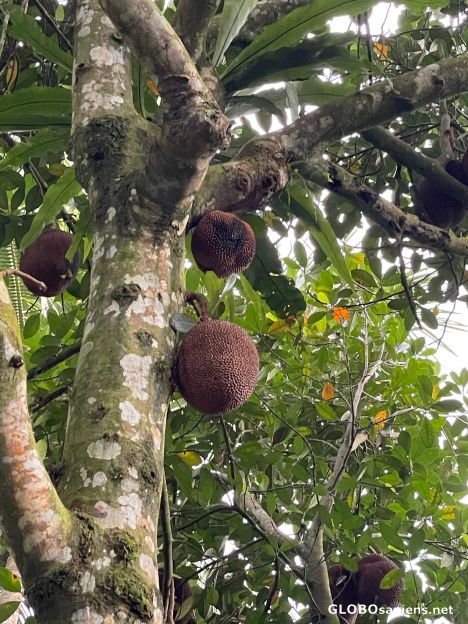 Postcard Bali - jackfruit tree