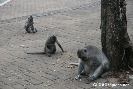 Postcard monkeys at uluwatu sunset temple
