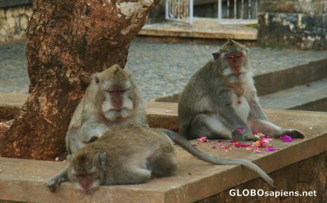 Postcard not so friendly monkeys