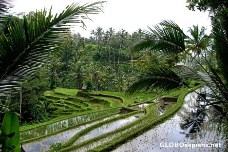 Postcard Terraced Rice Paddies near Gunung Kawi Monument