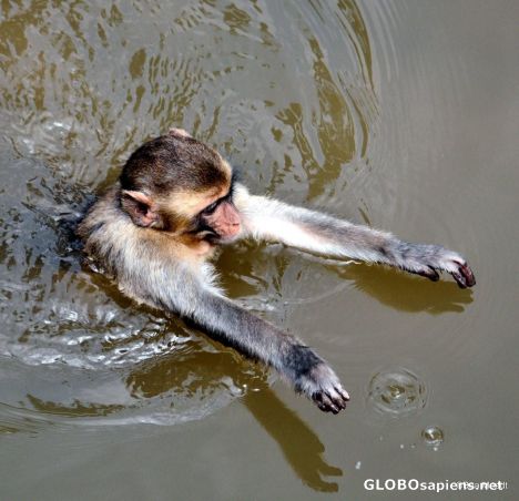 Postcard Swimming monkey