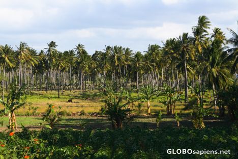Postcard Coconut palm plantation
