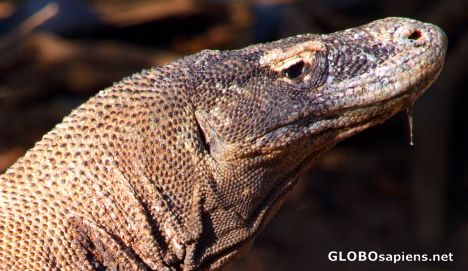 Postcard Komodo Dragon - and its deadly saliva