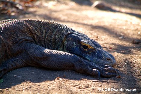Postcard Komodo Dragon Lying Down