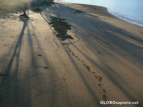Postcard Komodo Island: crime scene
