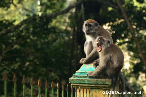 Postcard Yawning monkey 1