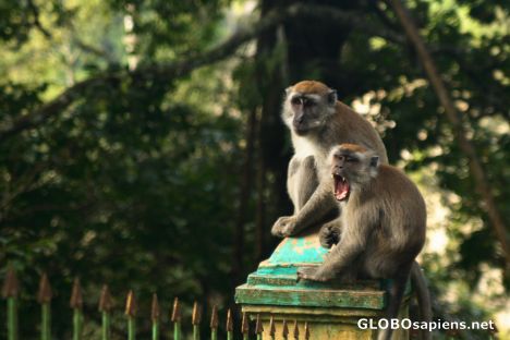 Postcard Yawning monkey 2