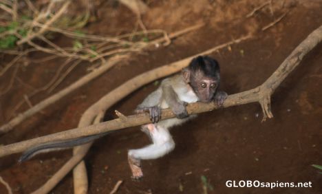 Postcard Baby monkey on a branch
