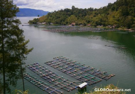Postcard Fish farming in the Lake Toba