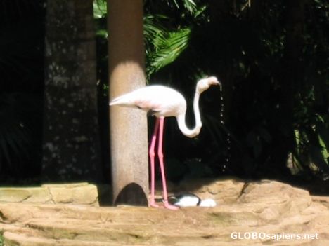 Postcard Flamingo at the Bali Bird Park