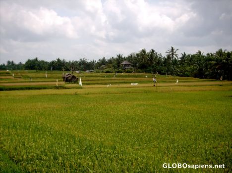 Postcard Ubud rice field 3