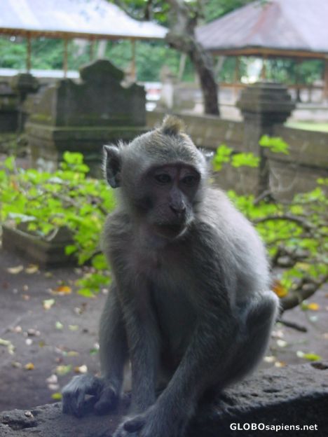 Postcard Sad monkey