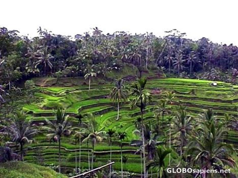Postcard Pujung village, Rice terraces