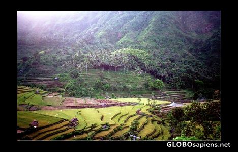 Postcard Rice terraces near Culik, eastern Bali