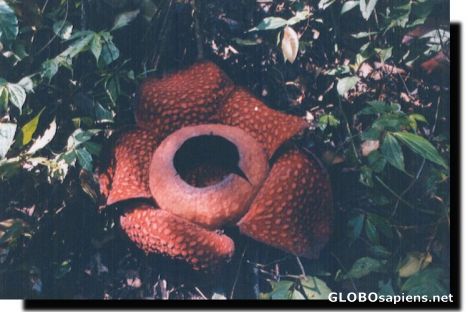Postcard Rafflesia - The biggest flower in the world