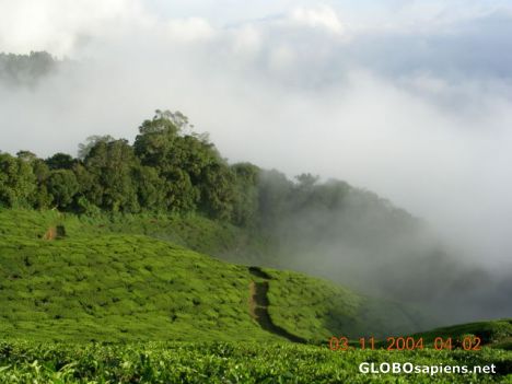 Postcard Mist rising over tea gardens 